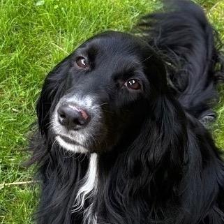 Maggie, a Adoptable mixed breed in Kokomo, IN image 3/6