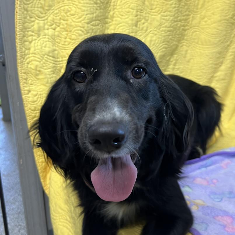Maggie, a Adoptable mixed breed in Kokomo, IN image 5/6