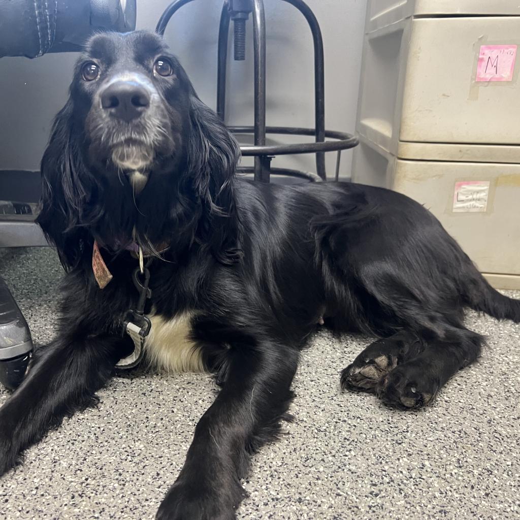 Maggie, a Adoptable mixed breed in Kokomo, IN image 6/6