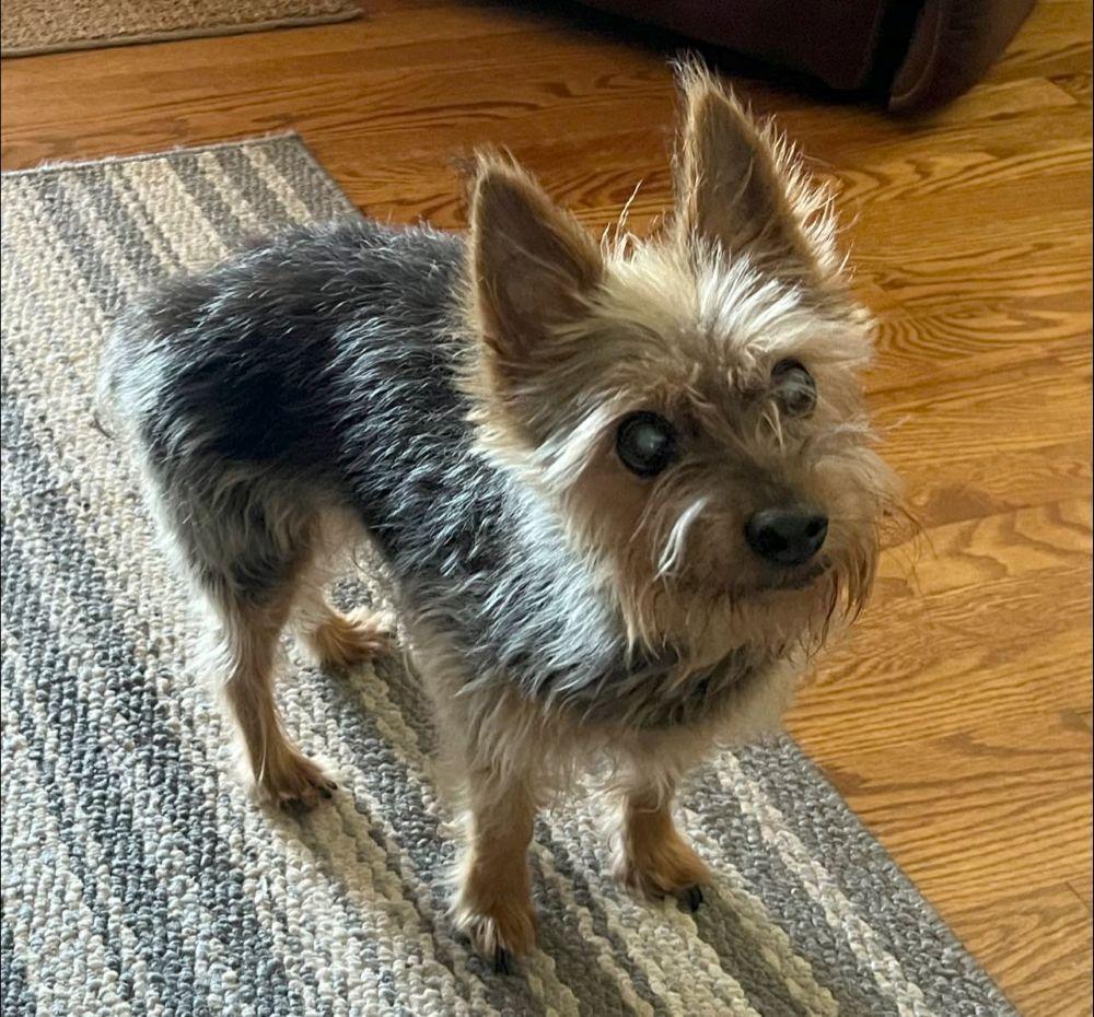 Walter, a Adoptable mixed breed in Barrington, IL image 4/4