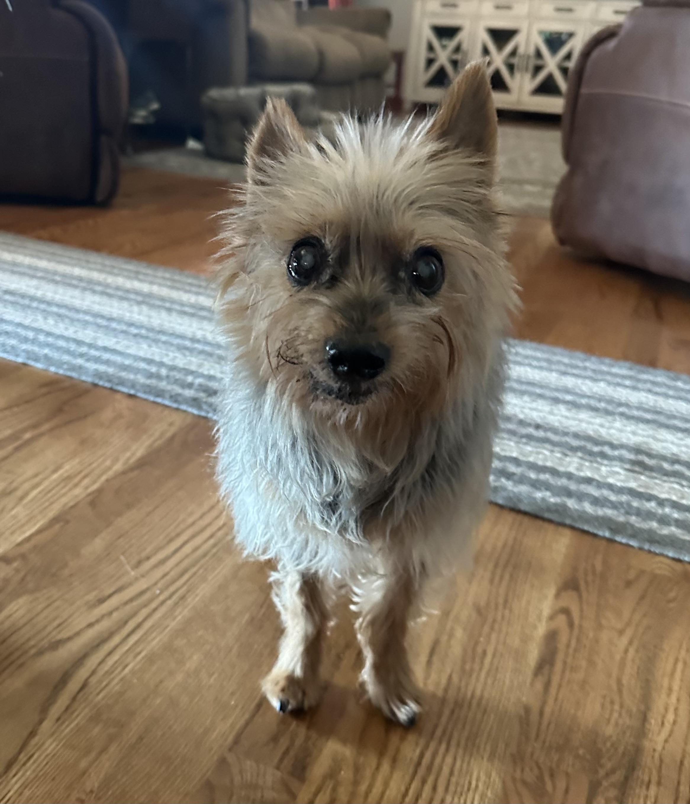 Walter, Adoptable, Senior Male Yorkshire Terrier & Cairn Terrier.