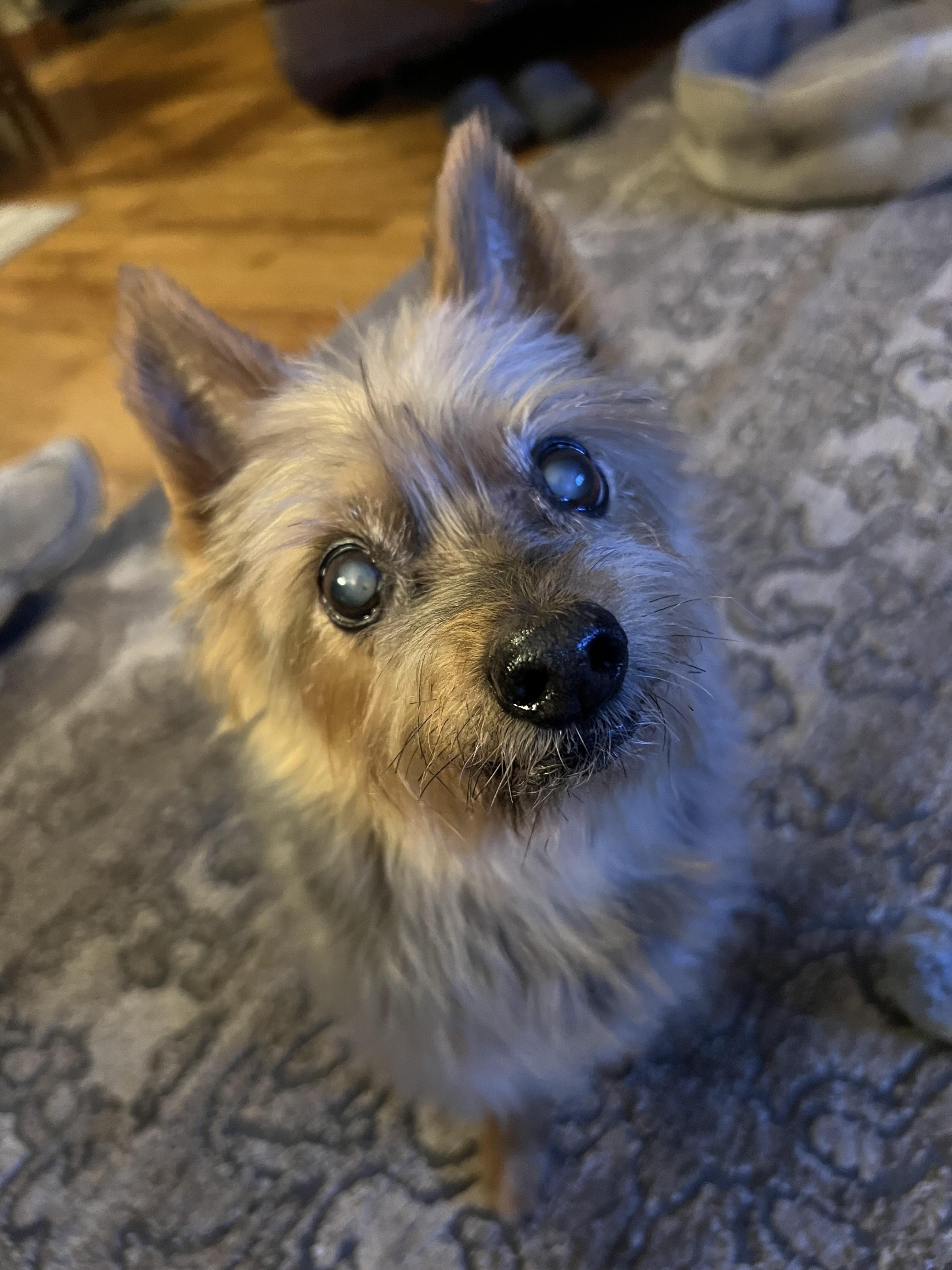 Walter, a Adoptable mixed breed in Barrington, IL image 2/4