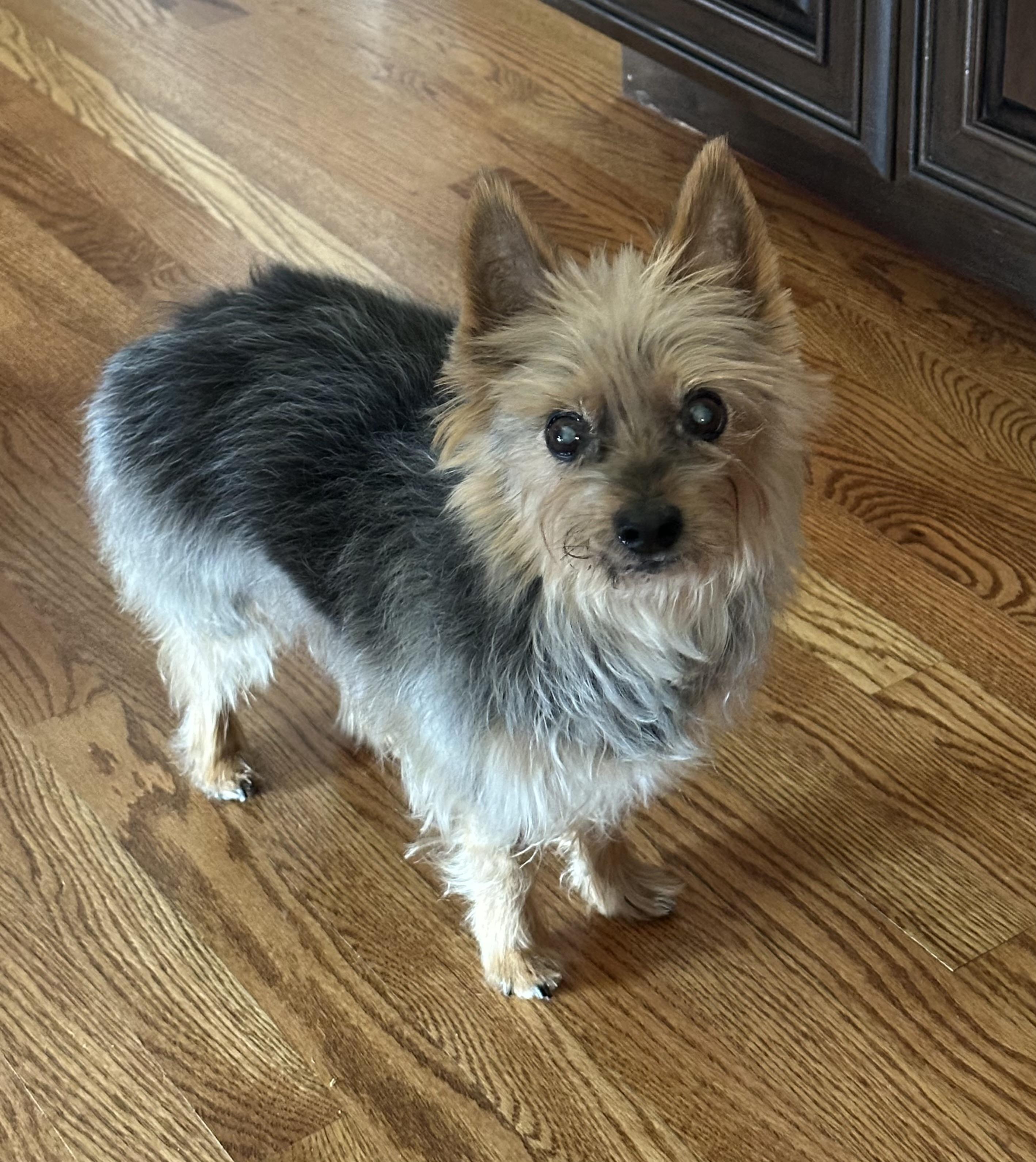 Walter, a Adoptable mixed breed in Barrington, IL image 3/4