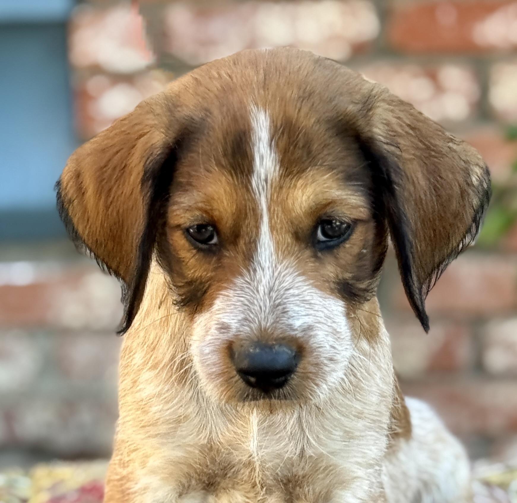 Enlarge Cosmo, a Adoptable mixed breed in Van Nuys, CA image 2/4