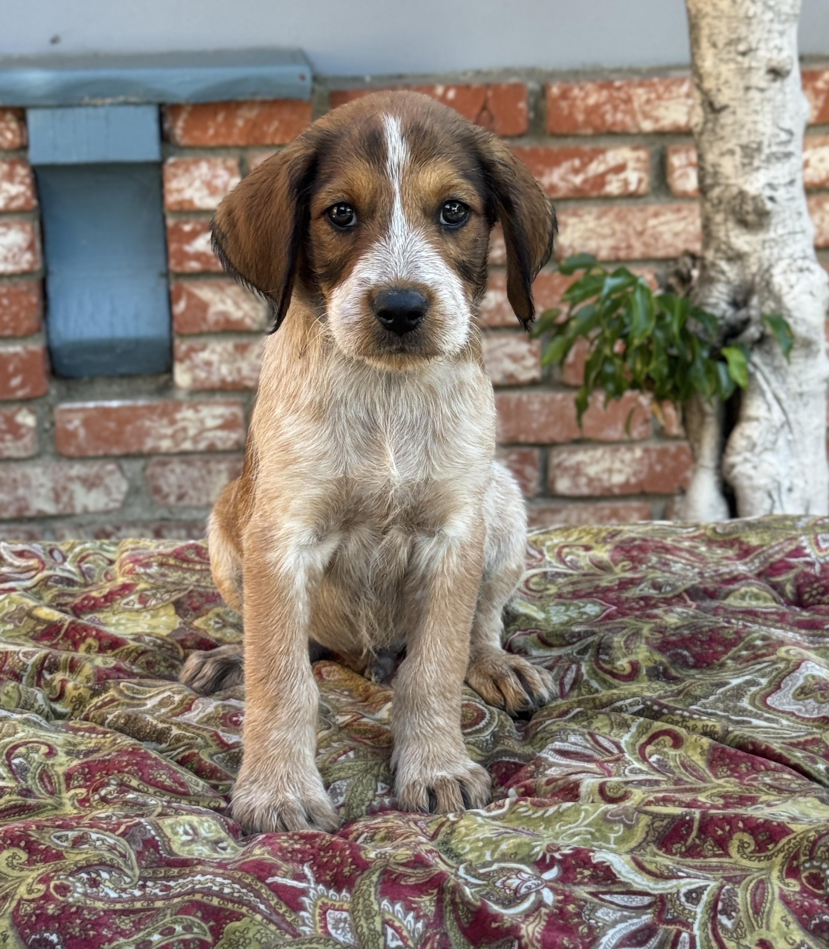 Enlarge Cosmo, a Adoptable mixed breed in Van Nuys, CA image 1/4