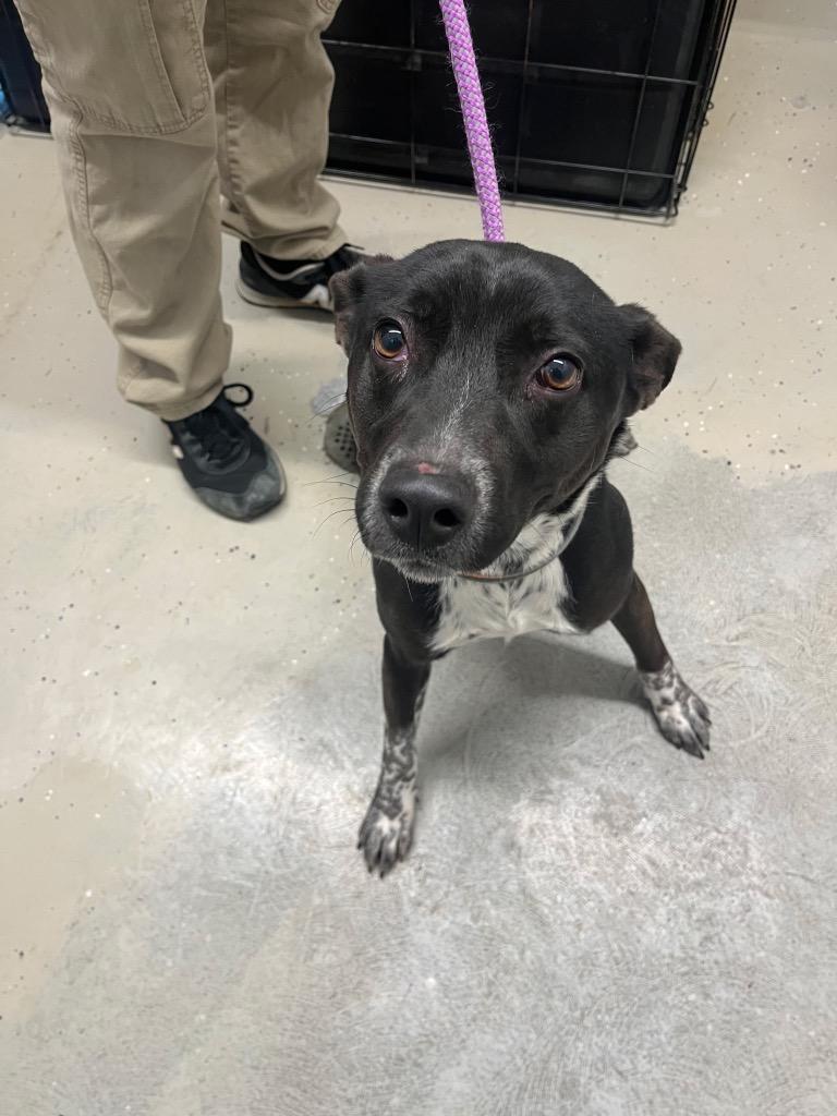 Anastasia, Adoptable, Young Female Cattle Dog.