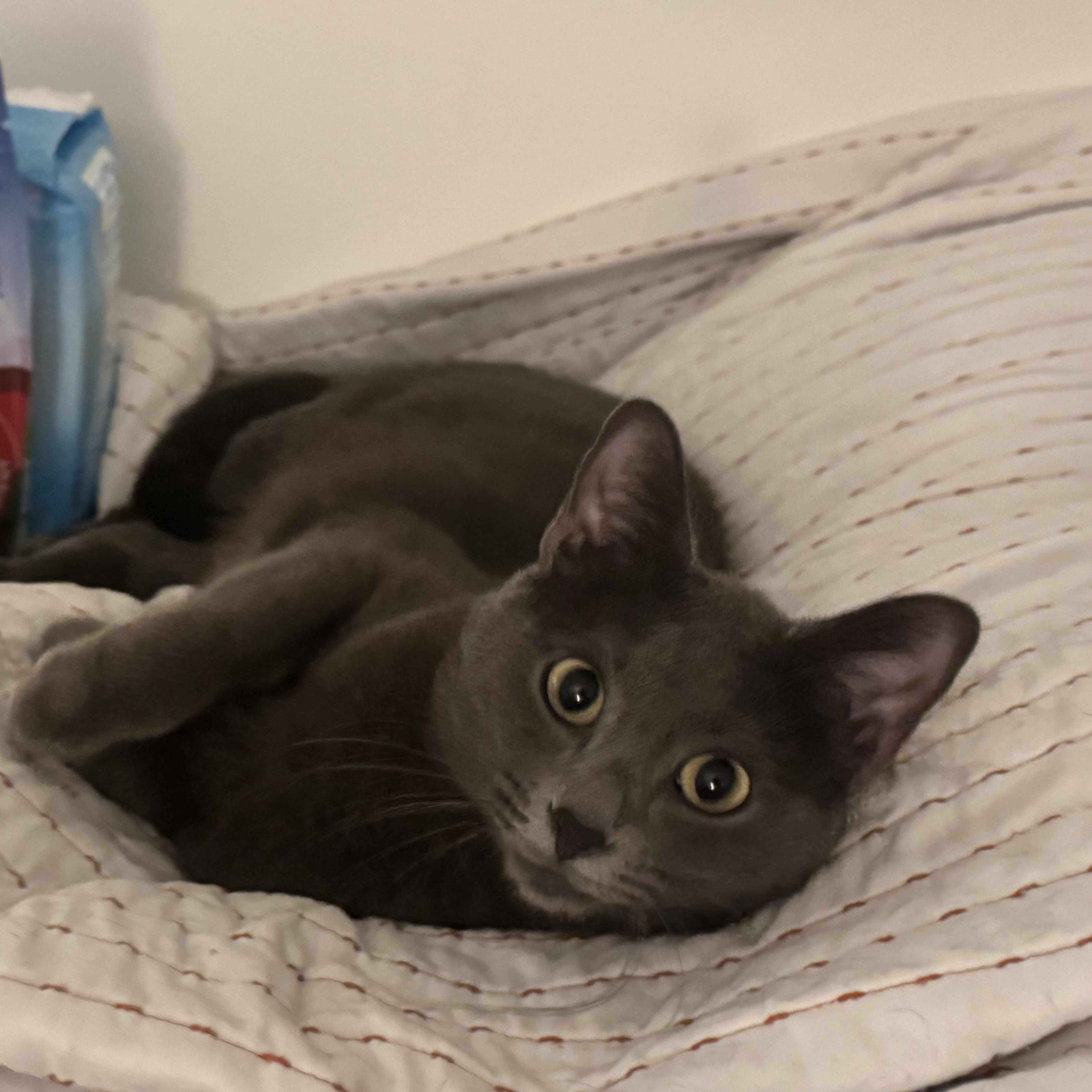 Enlarge Pea & Daisy, a ADOPTABLE Domestic Medium Hair in Washington, DC image 2/6