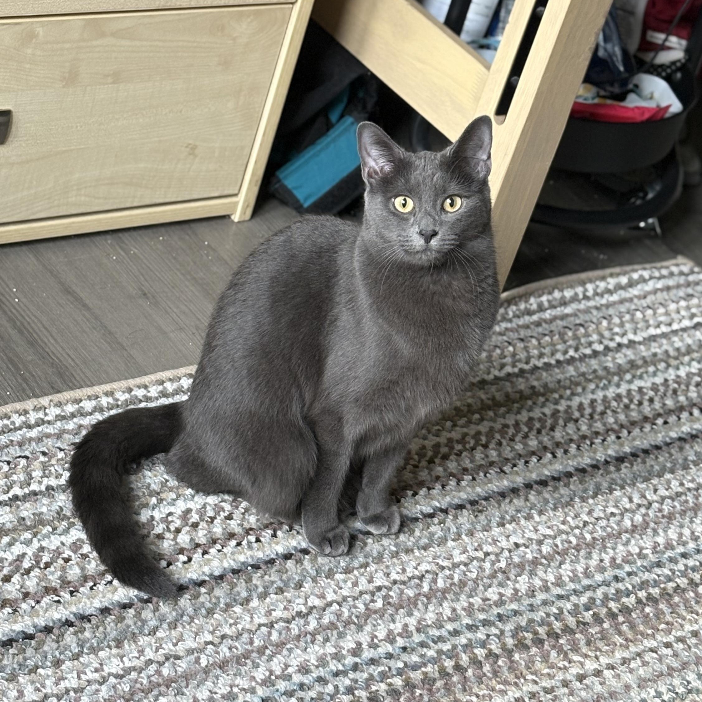 Enlarge Pea & Daisy, a ADOPTABLE Domestic Medium Hair in Washington, DC image 5/6