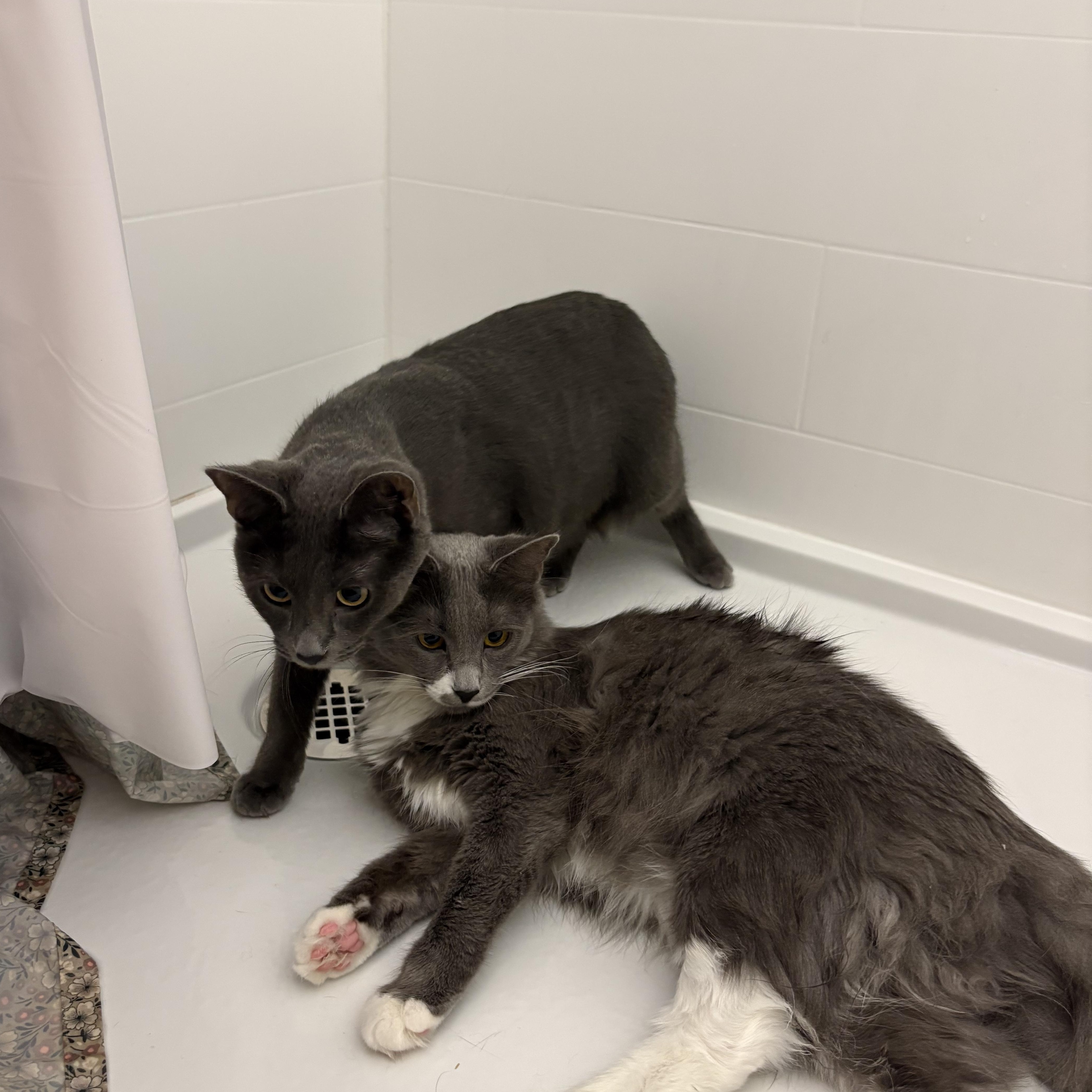 Enlarge Pea & Daisy, a ADOPTABLE Domestic Medium Hair in Washington, DC image 4/6