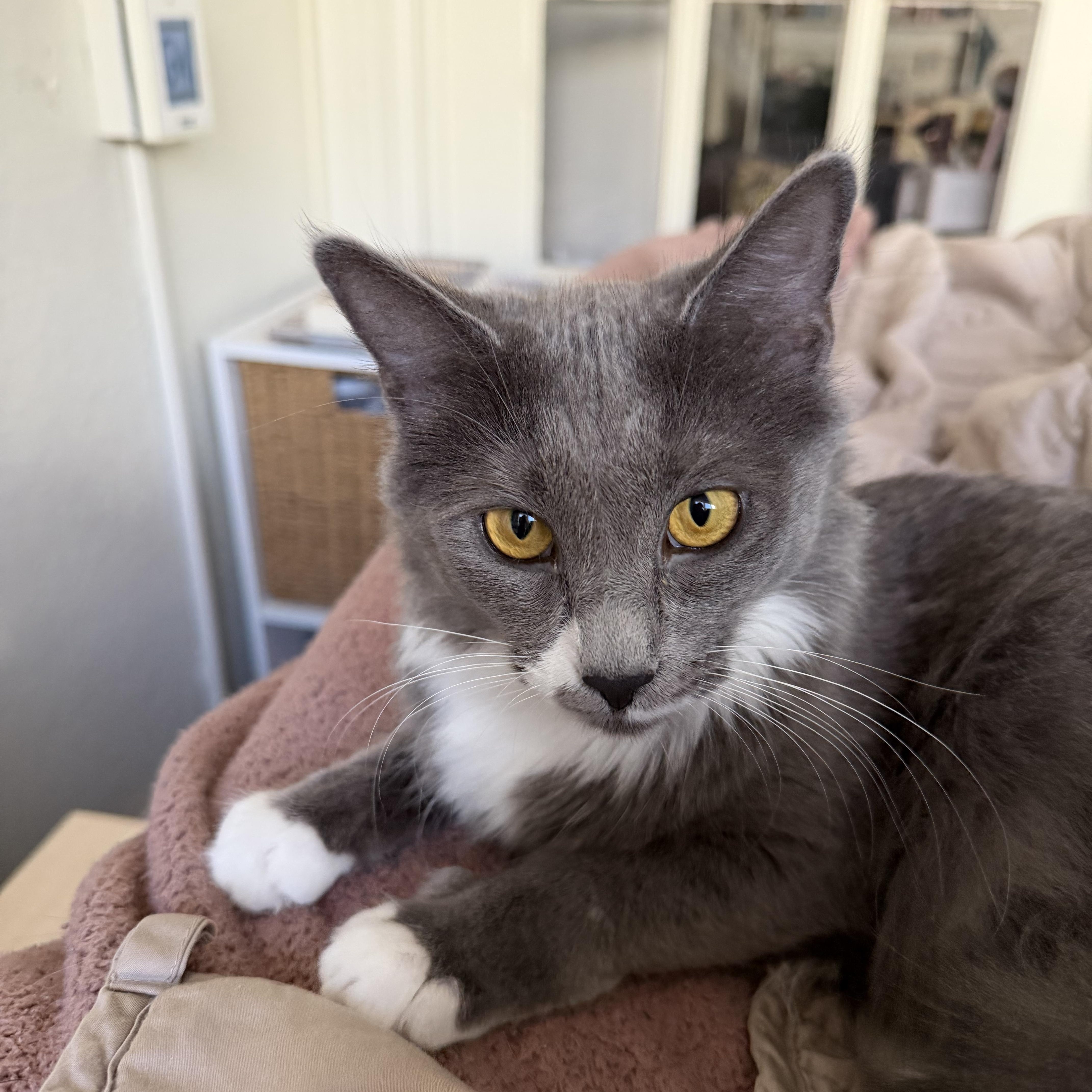 Enlarge Pea & Daisy, a ADOPTABLE Domestic Medium Hair in Washington, DC image 2/6