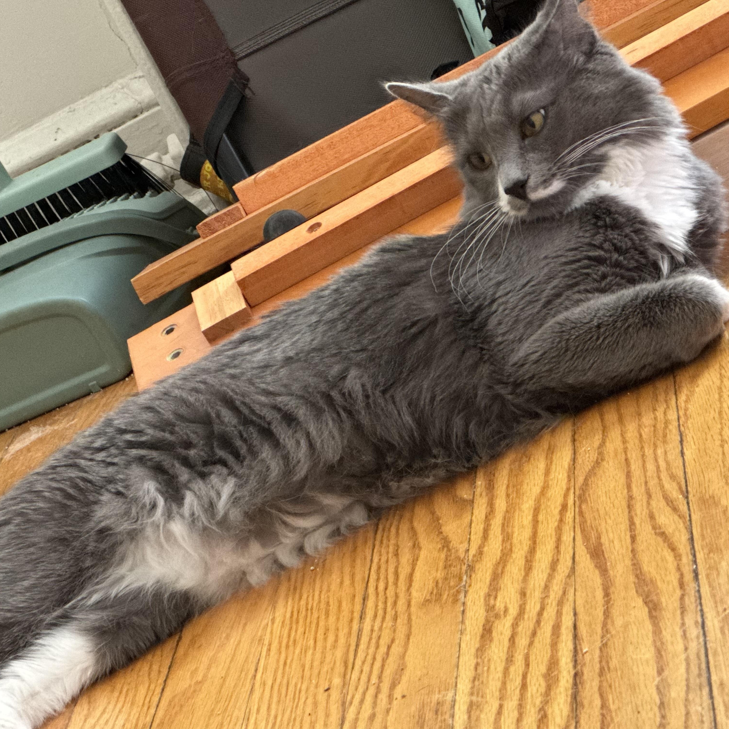 Enlarge Pea & Daisy, a ADOPTABLE Domestic Medium Hair in Washington, DC image 6/6