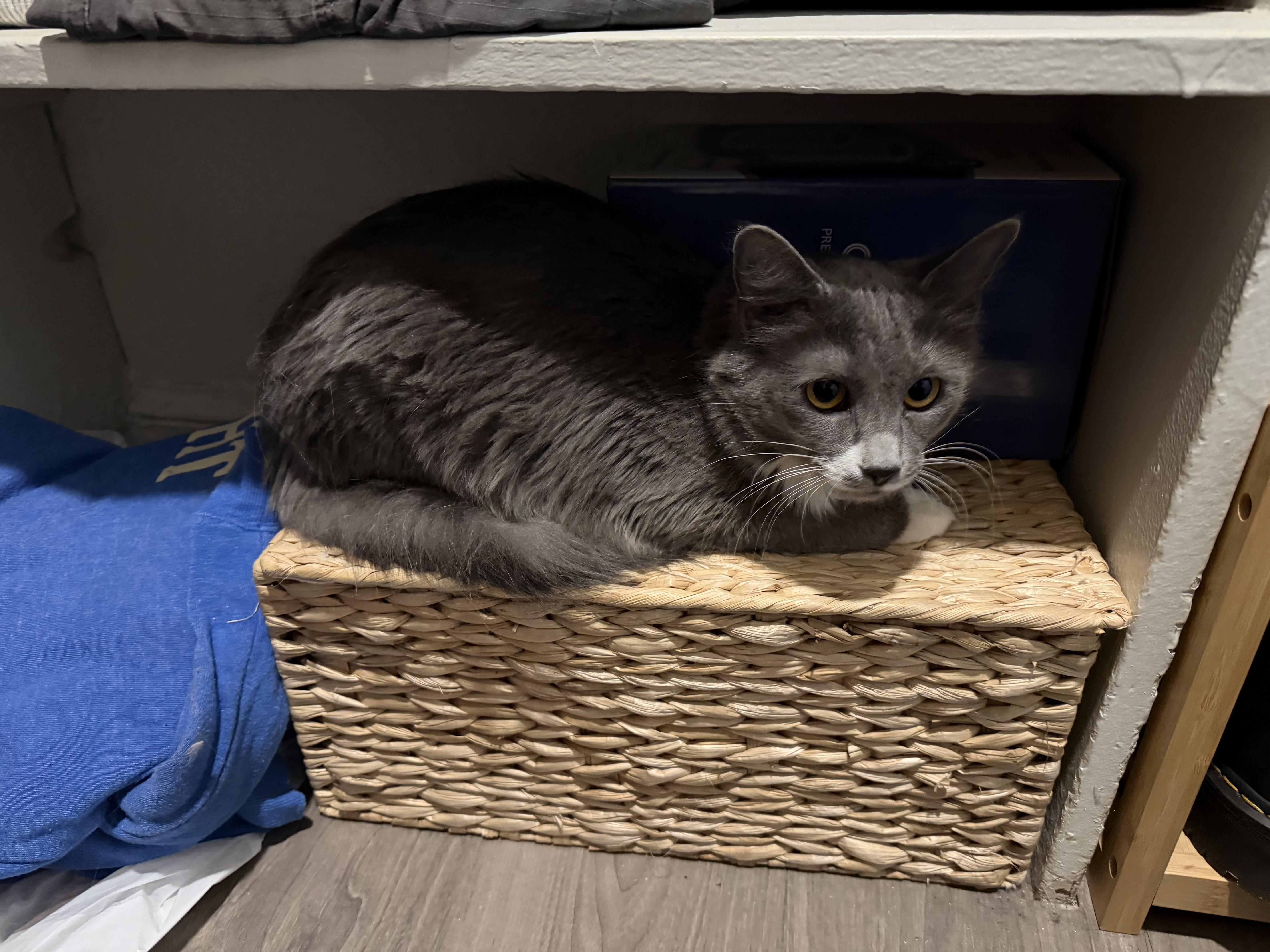 Enlarge Pea & Daisy, a ADOPTABLE Domestic Medium Hair in Washington, DC image 2/3