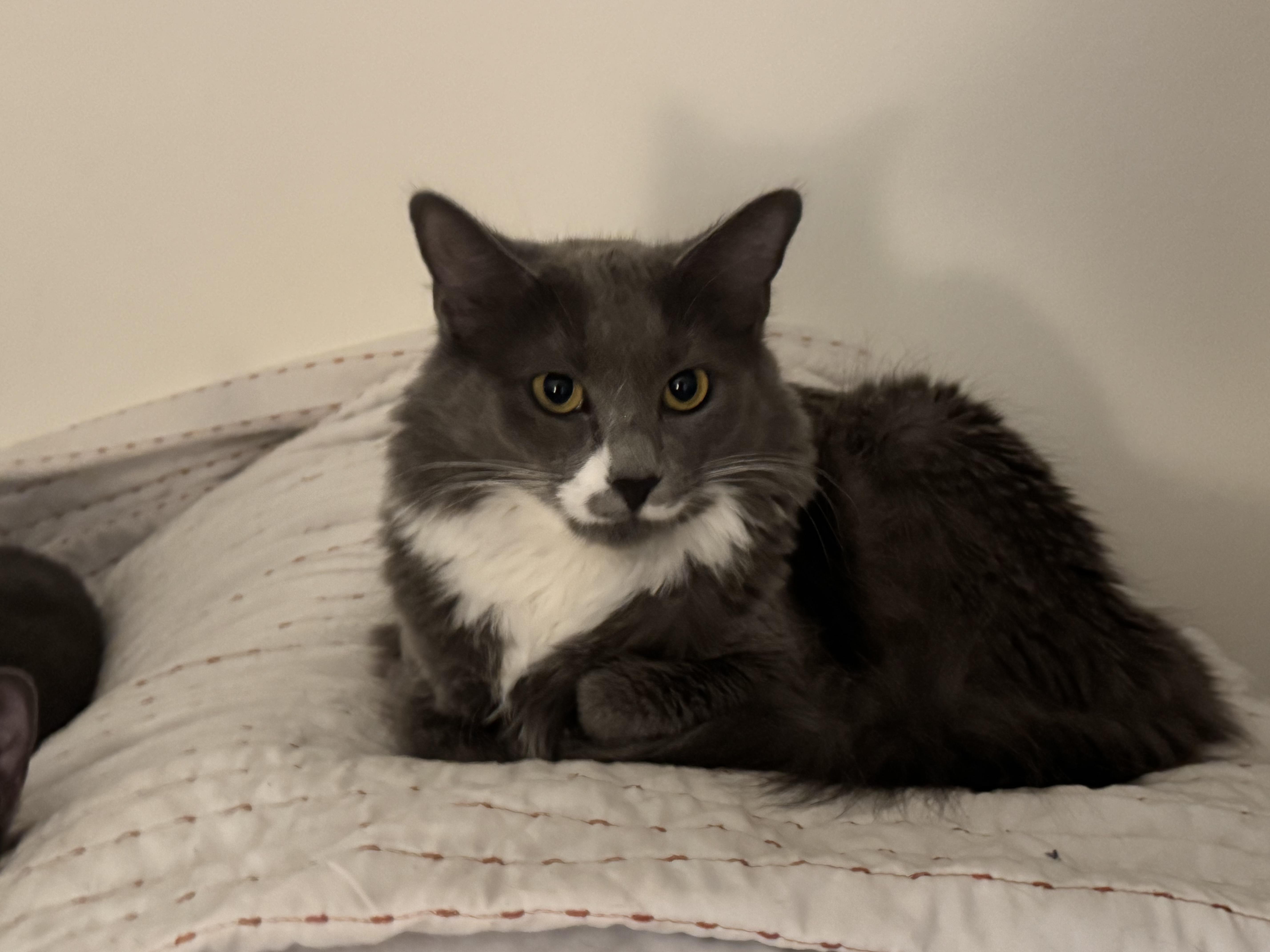 Enlarge Pea & Daisy, a ADOPTABLE Domestic Medium Hair in Washington, DC image 3/6