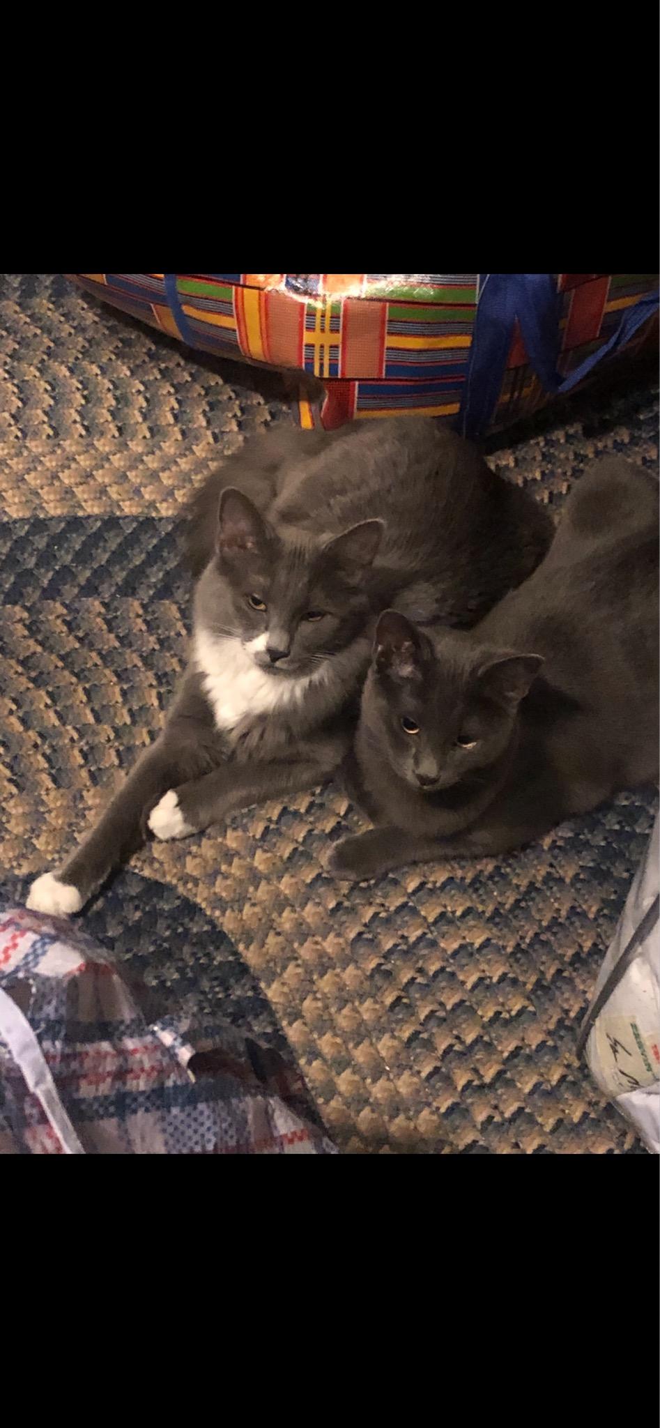 Enlarge Pea & Daisy, a ADOPTABLE Domestic Medium Hair in Washington, DC image 1/3