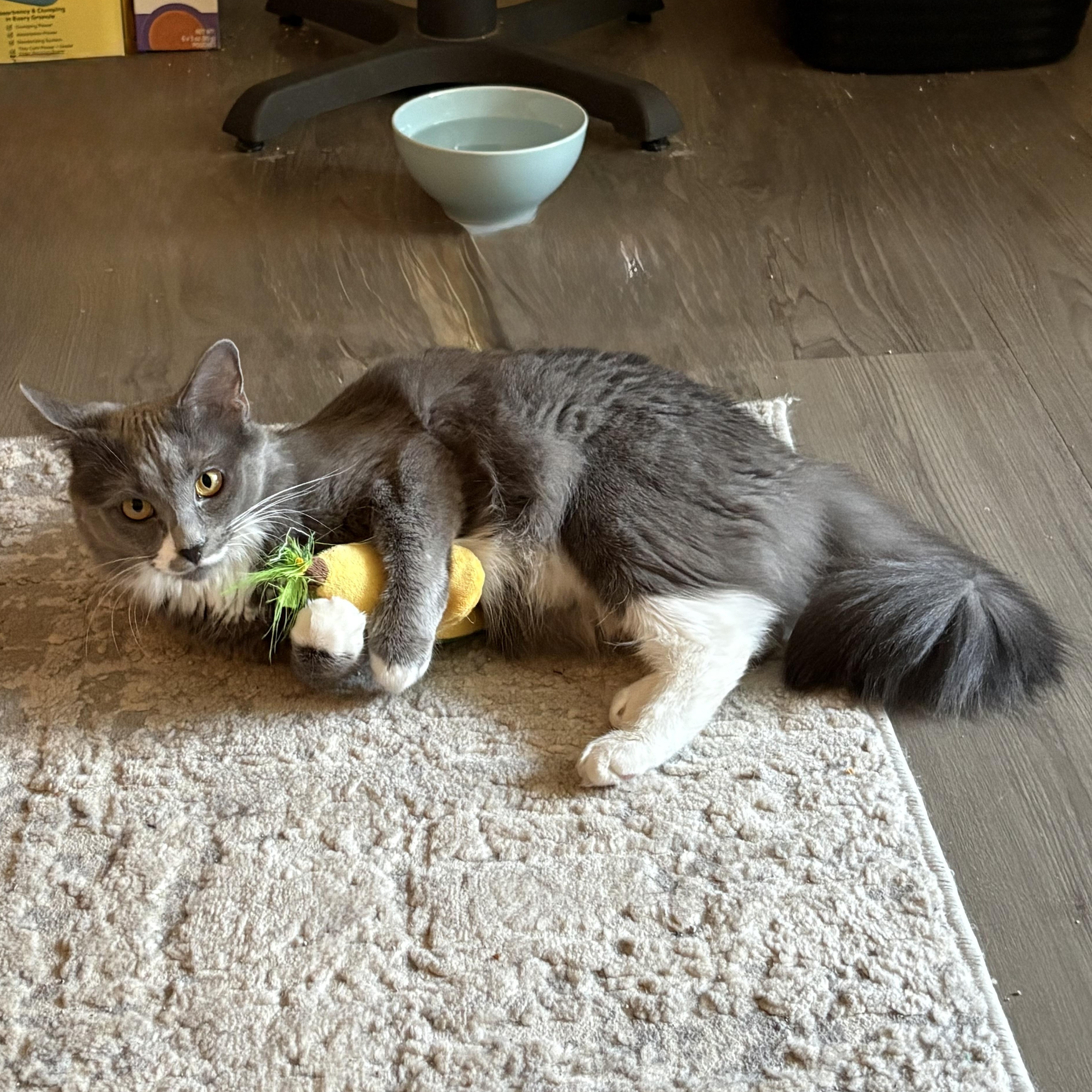 Enlarge Pea & Daisy, a ADOPTABLE Domestic Medium Hair in Washington, DC image 6/6
