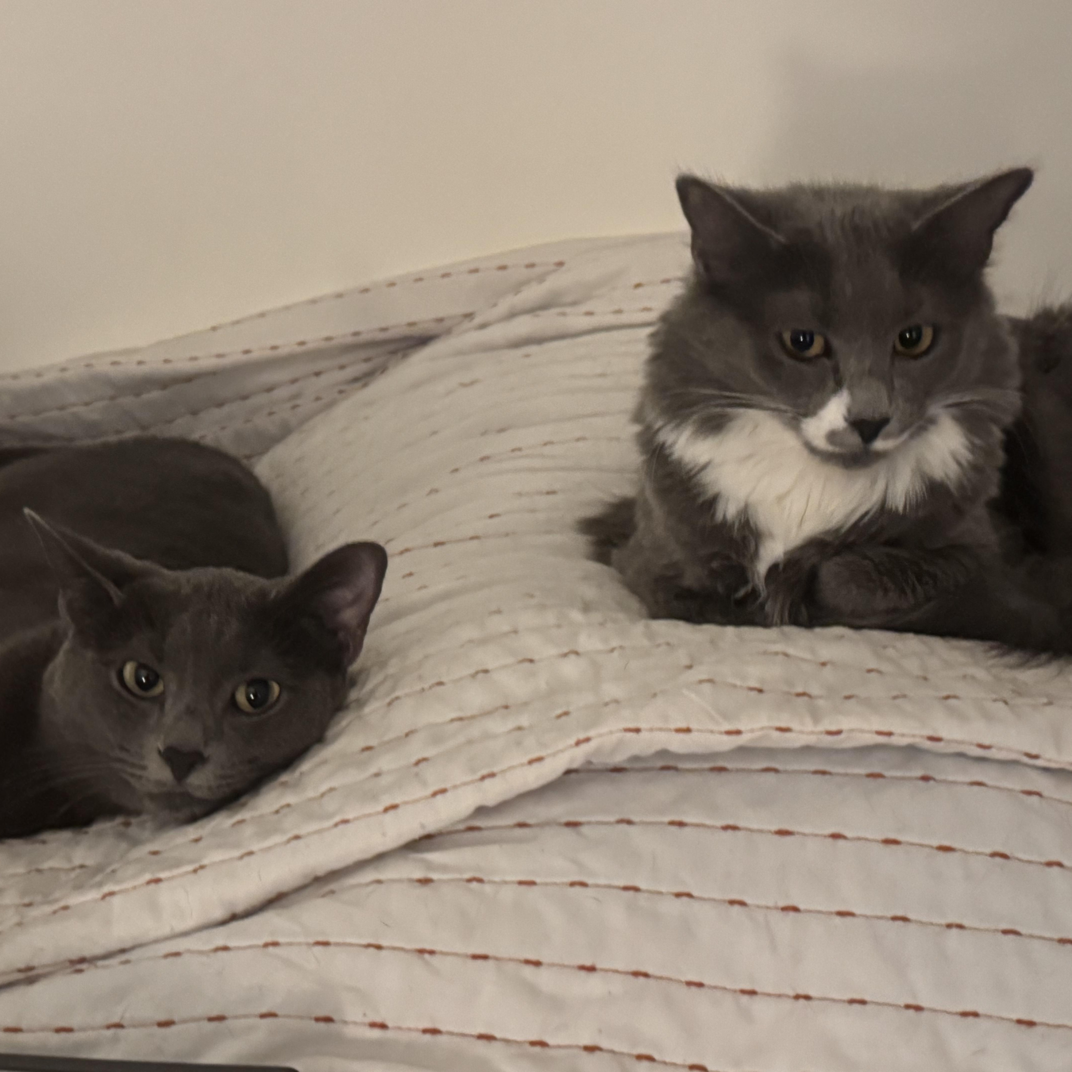 Enlarge Pea & Daisy, a ADOPTABLE Domestic Medium Hair in Washington, DC image 1/6