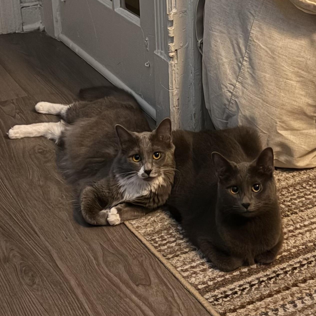 Pea & Daisy, ADOPTABLE, Young Female Domestic Medium Hair.