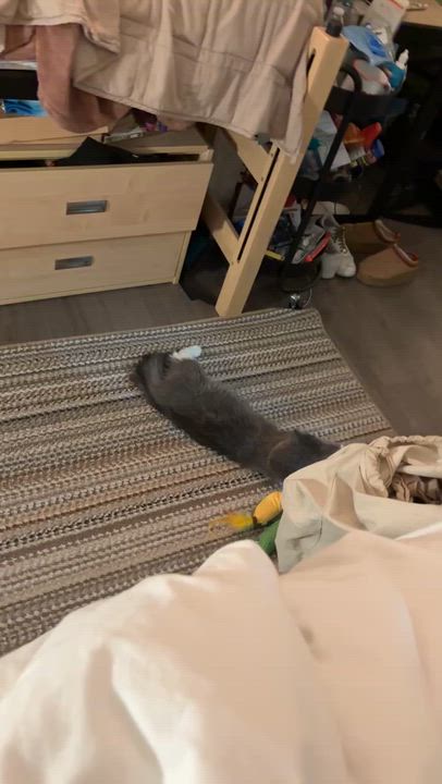 Enlarge Pea & Daisy, a ADOPTABLE Domestic Medium Hair in Washington, DC video 3/3