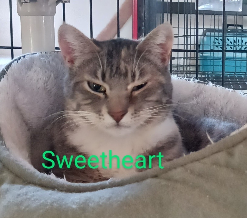 Enlarge Sweetheart, a Adoptable Tabby in Blackfoot, ID image 1/1