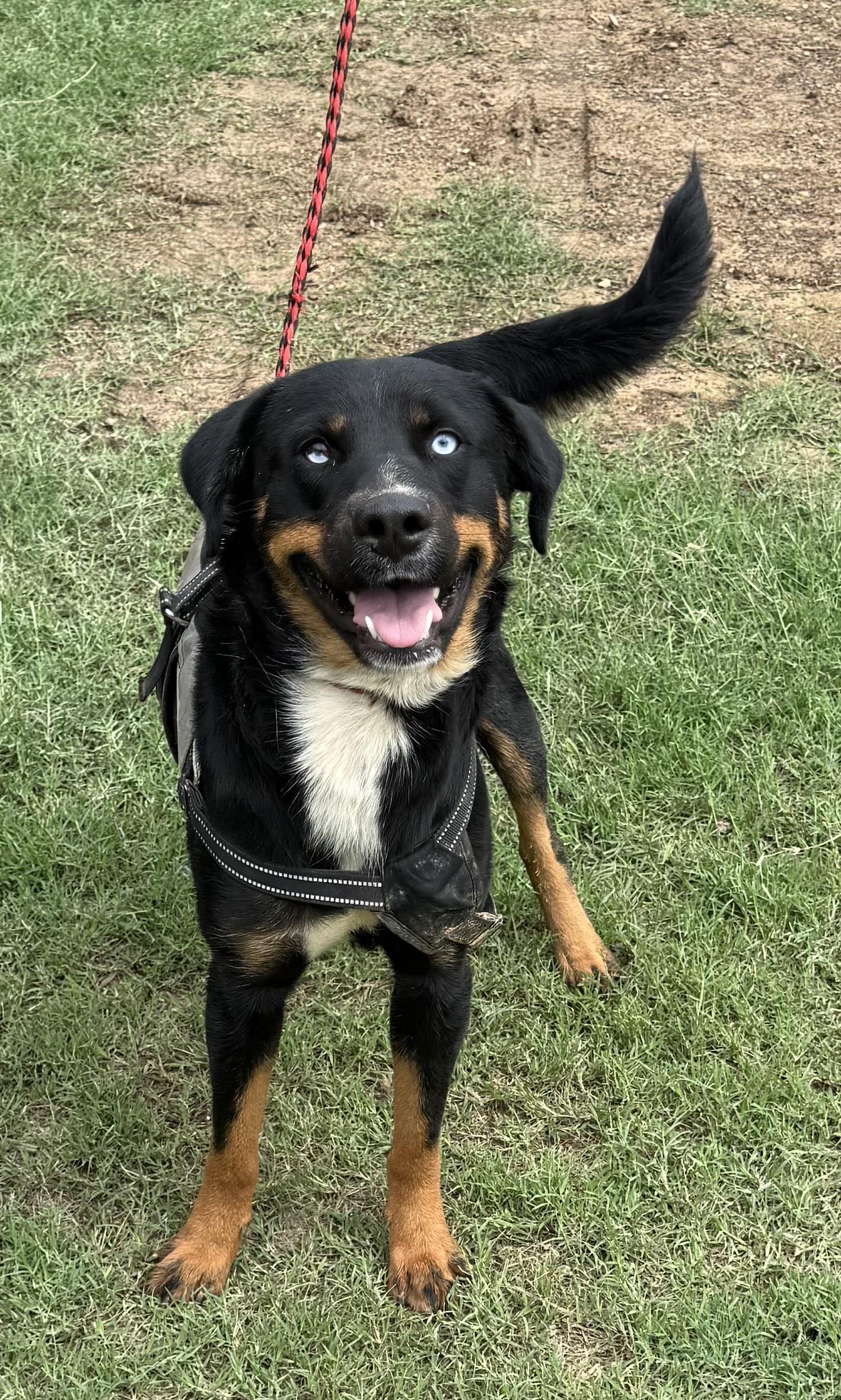 Enlarge Riley, a Adopted mixed breed in eugene, OR image 4/6