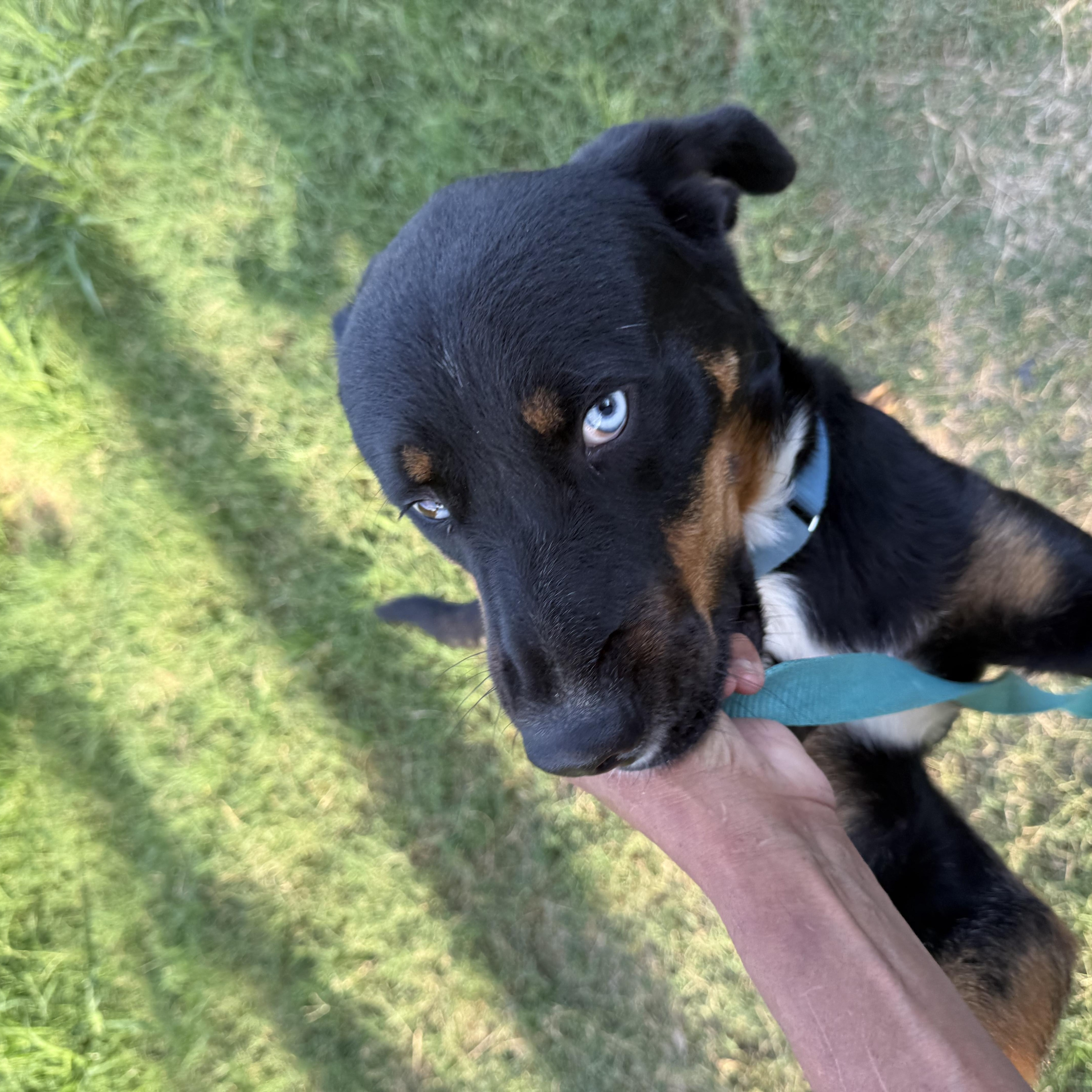 Enlarge Riley, a Adopted mixed breed in eugene, OR image 6/6