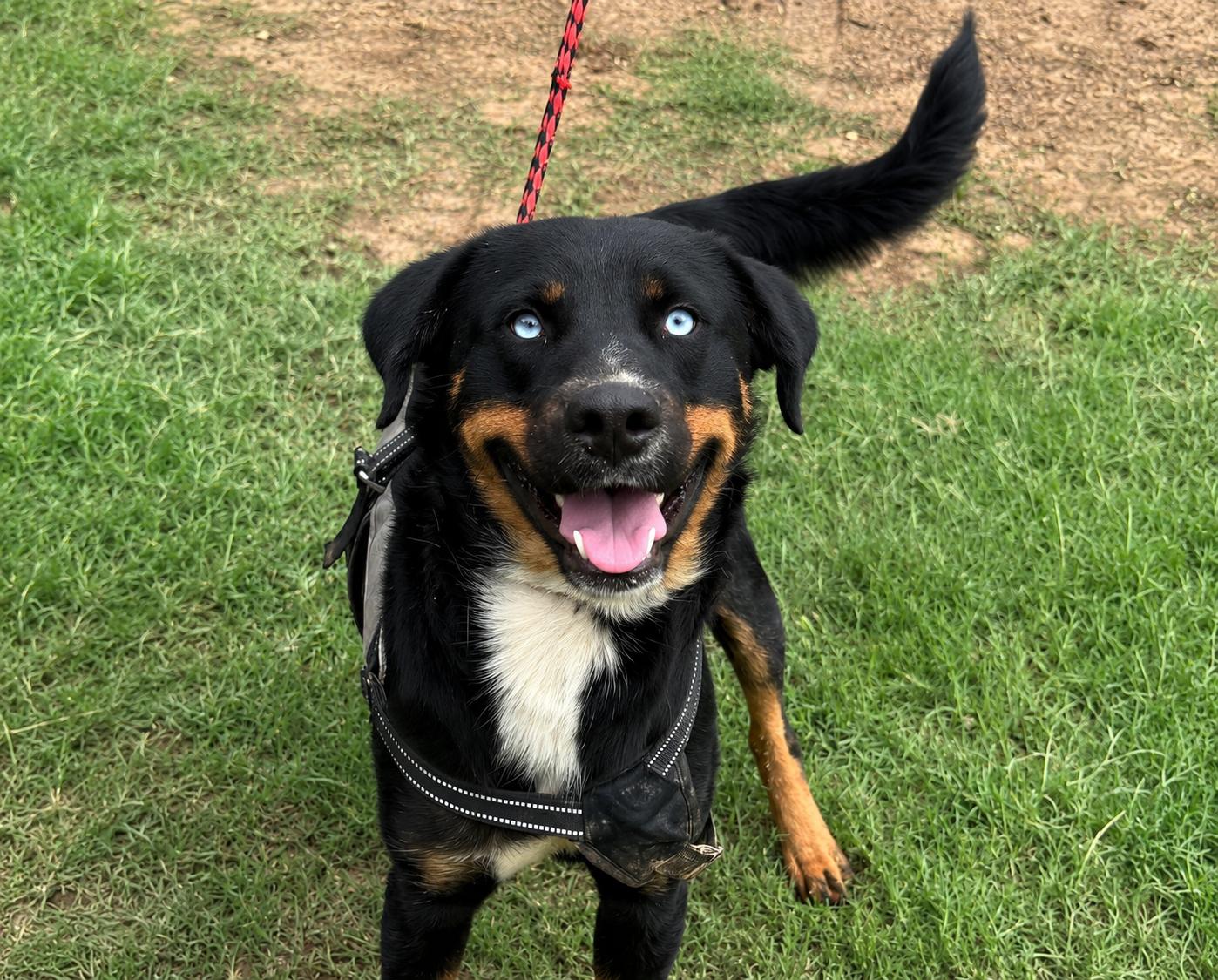 Riley, Adopted, Young Female Rottweiler & Husky.