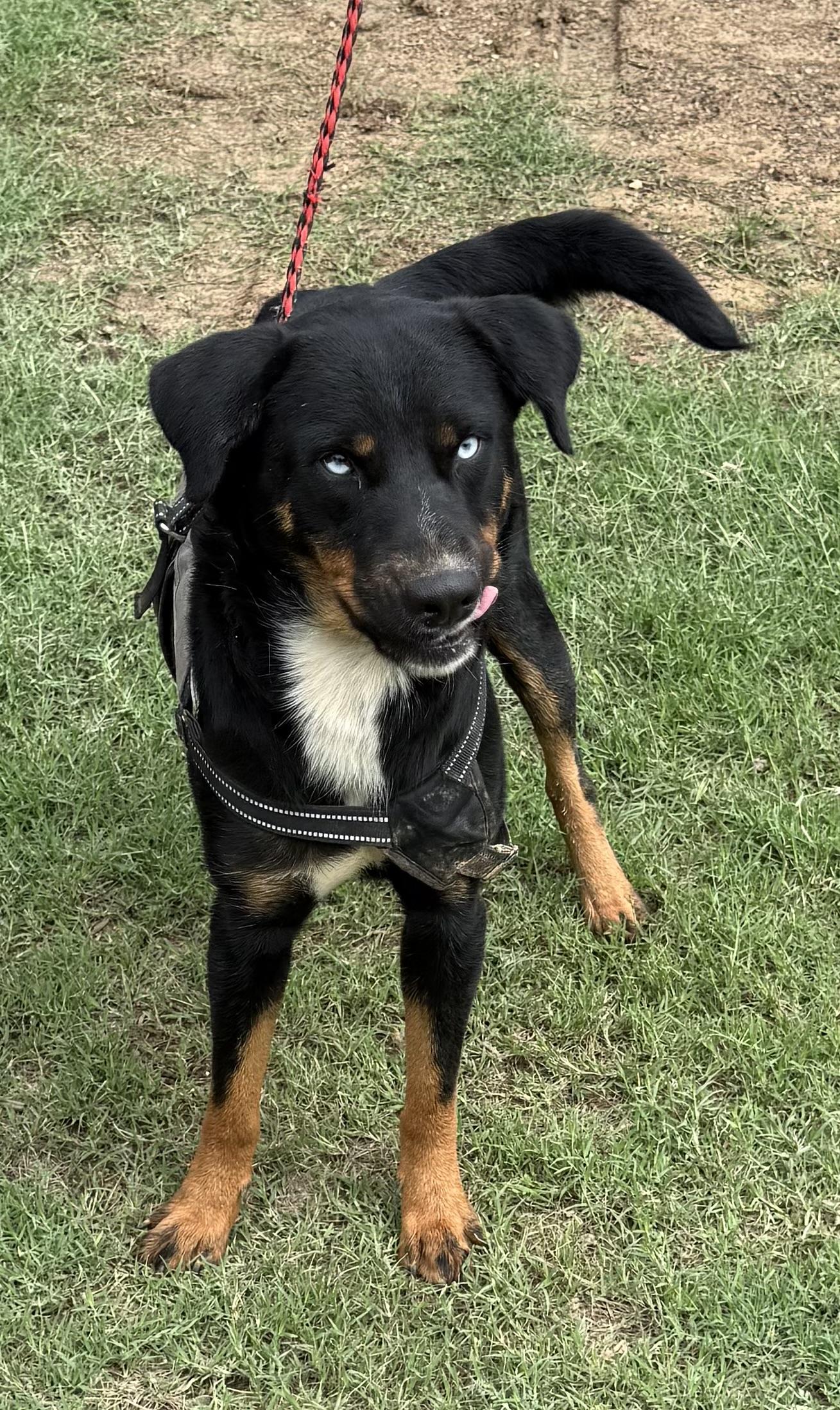 Enlarge Riley, a Adopted mixed breed in eugene, OR image 5/6