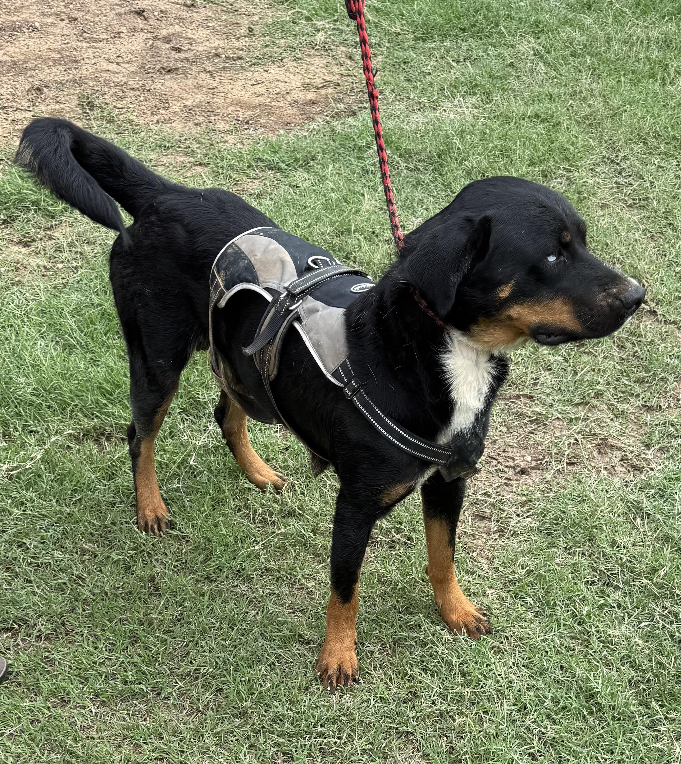 Enlarge Riley, a Adopted mixed breed in eugene, OR image 3/6