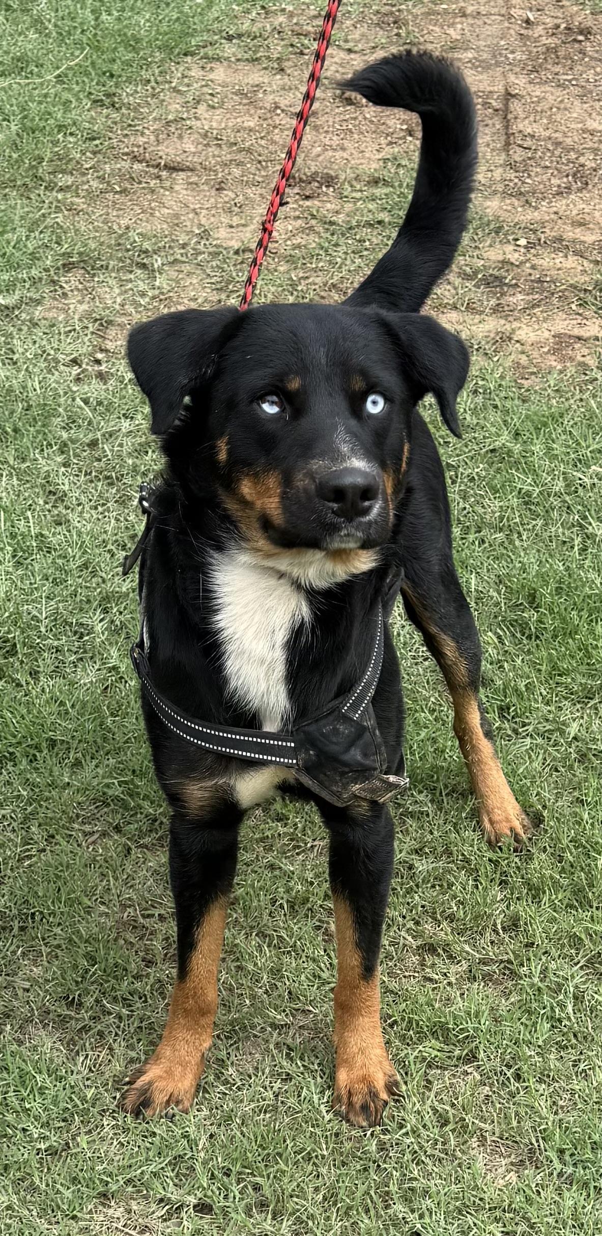 Enlarge Riley, a Adopted mixed breed in eugene, OR image 2/6