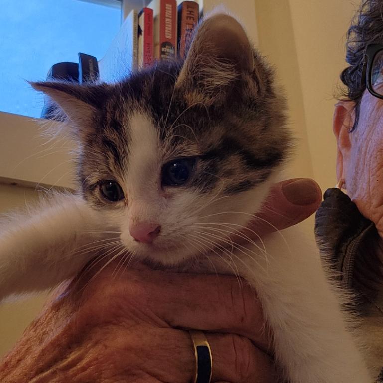 Larry, Adoptable, Kitten Male Domestic Short Hair.