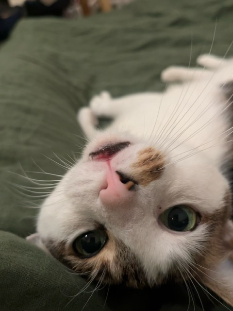 Lacey, a Adoptable Domestic Short Hair in New York, NY image 1/7