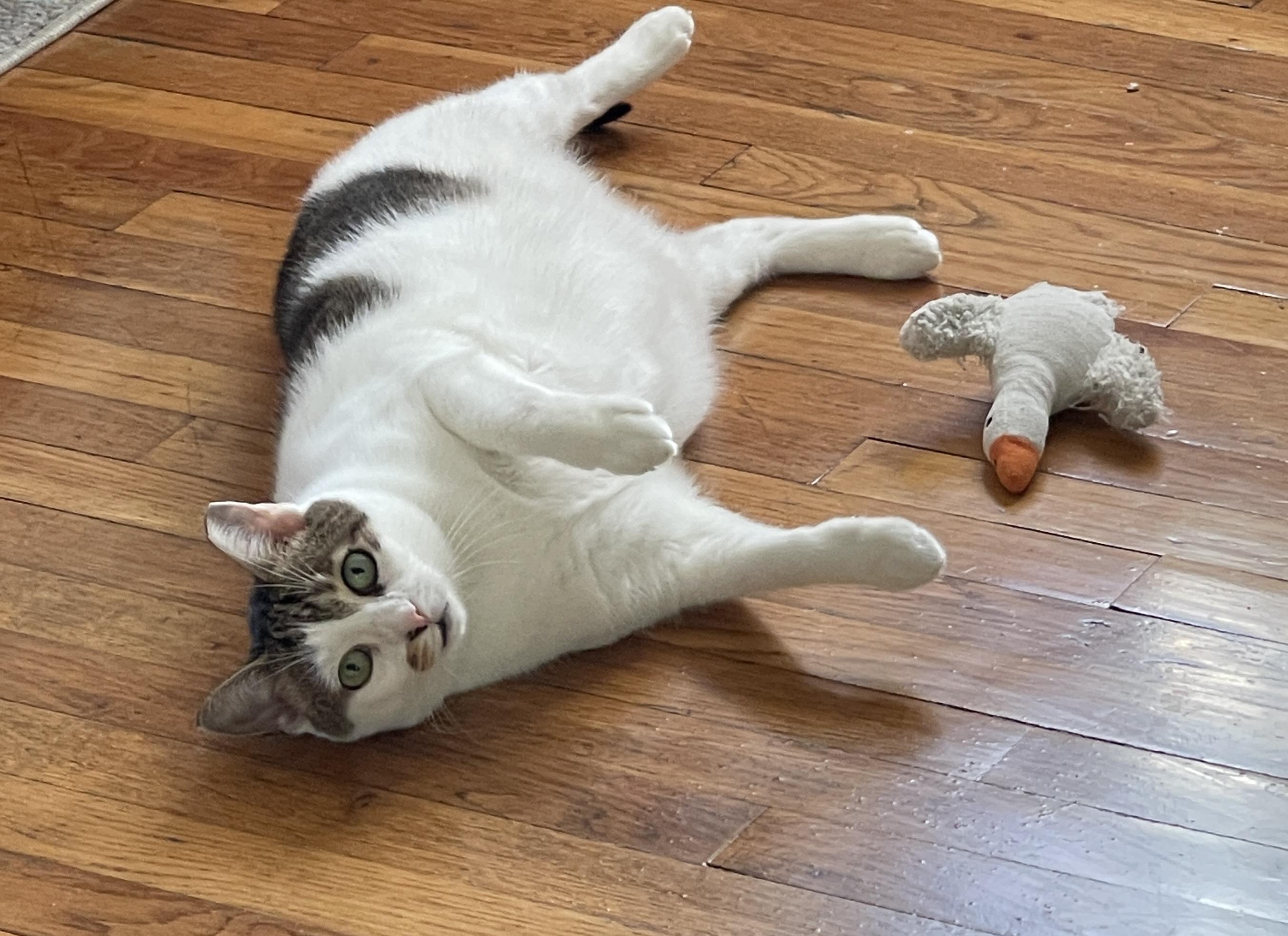 Enlarge LACEY <3, a Adoptable Domestic Short Hair in New York, NY image 4/4