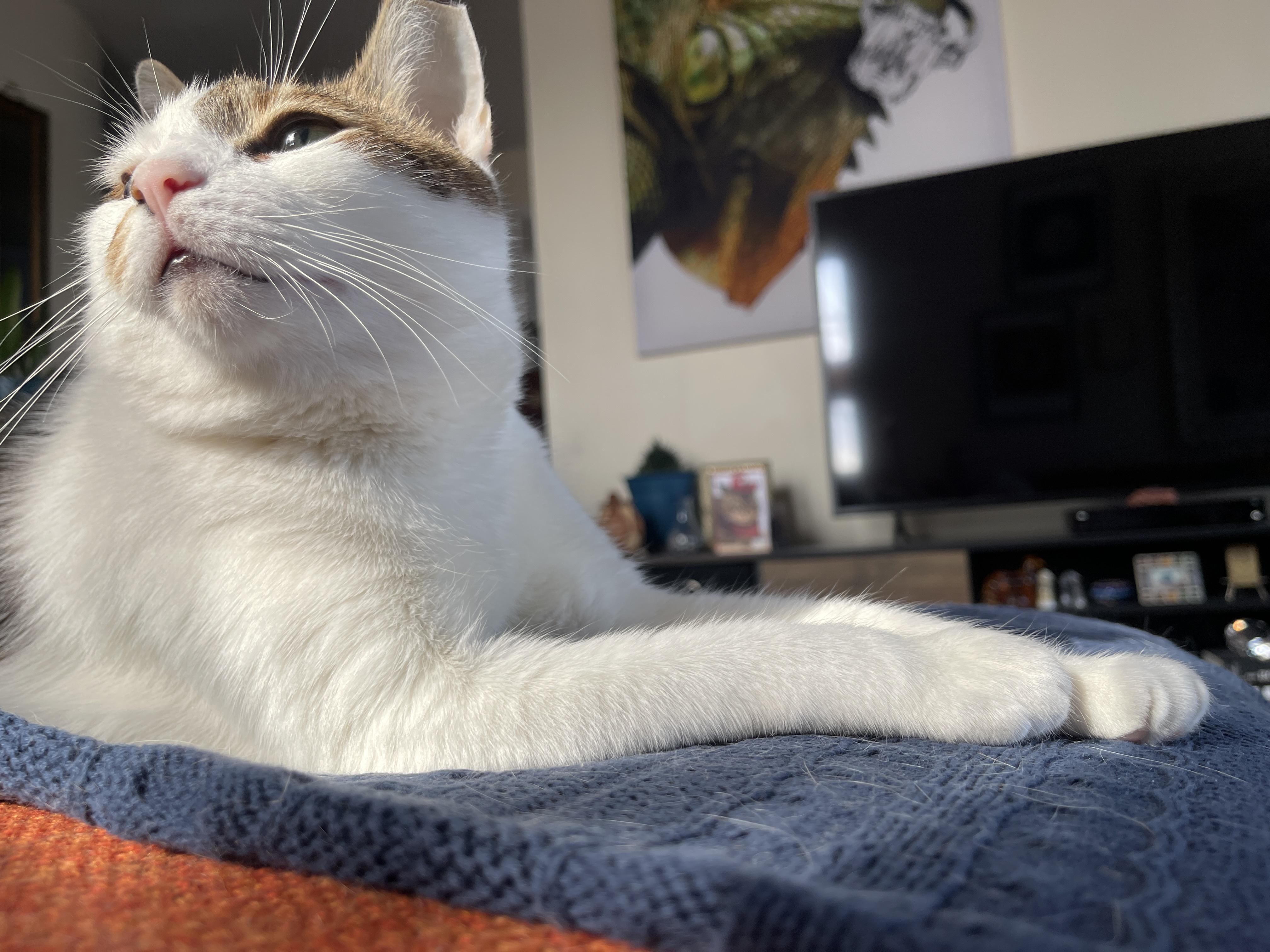Enlarge LACEY <3, a Adoptable Domestic Short Hair in New York, NY image 3/4