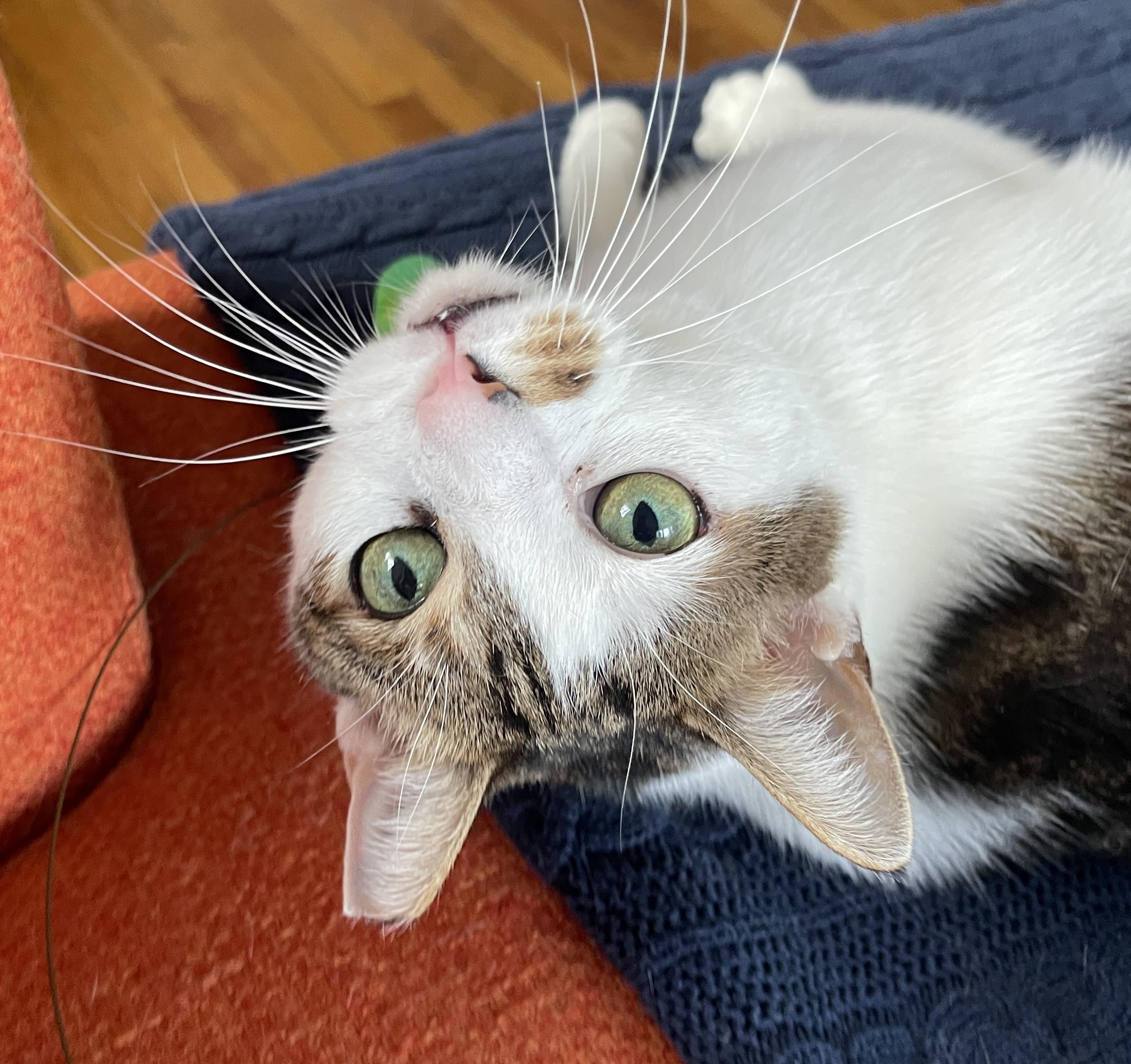 Enlarge LACEY <3, a Adoptable Domestic Short Hair in New York, NY image 1/4