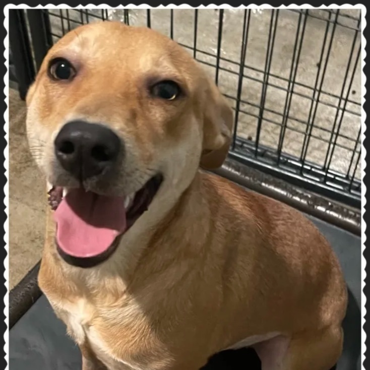 C.C., an adoptable Mixed Breed in Canyon, TX, 79015 | Photo Image 1