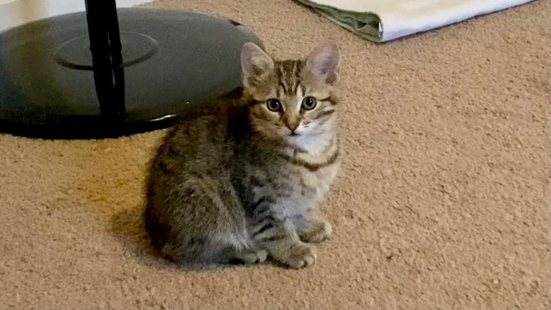 Kimi and Kiko, Adopted, Kitten Female Domestic Medium Hair & Domestic Short Hair.