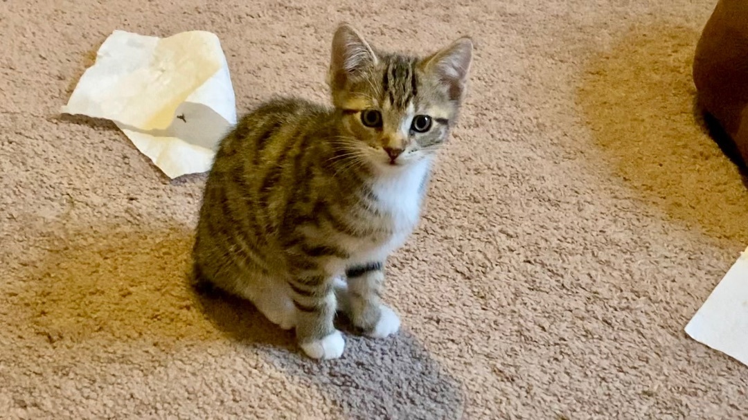 Enlarge Kimi and Kiko, a Adopted mixed breed in Woodbury, CT image 2/3