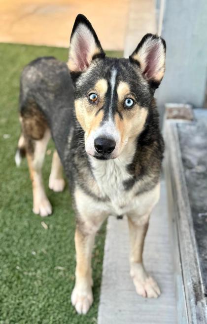 Leia, Adoptable, Adult Female Husky & Mixed Breed.
