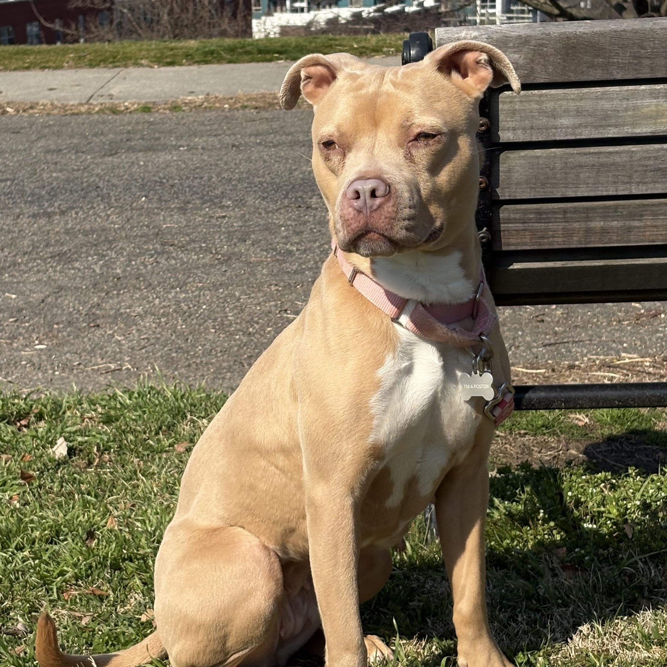 Enlarge Lil’ Debbie, a Adoptable mixed breed in Richmond, VA image 2/6