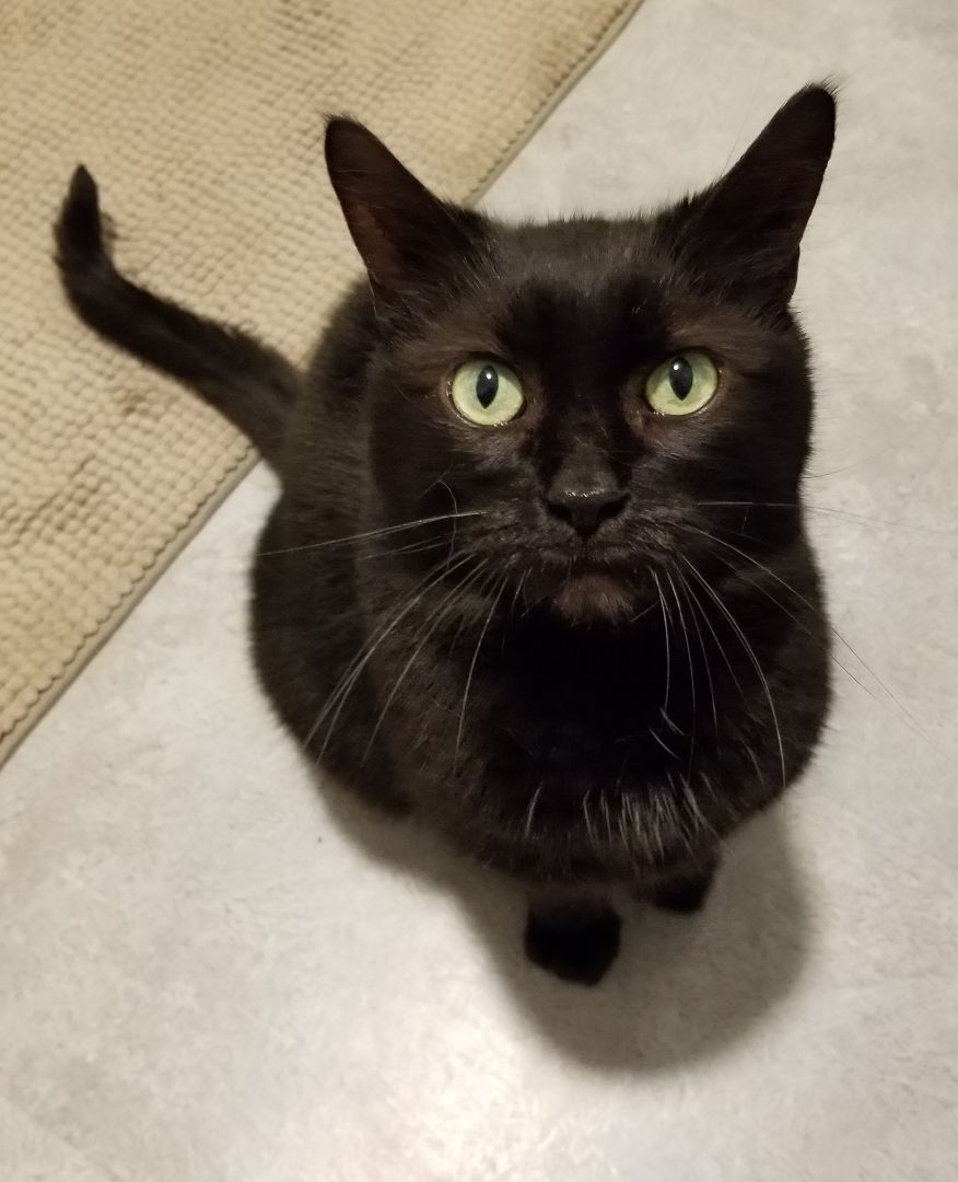 Cat for adoption Twilight, a Domestic Medium Hair in Chatham, ON Petfinder