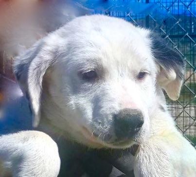 Bindi, Baby Female Great Pyrenees