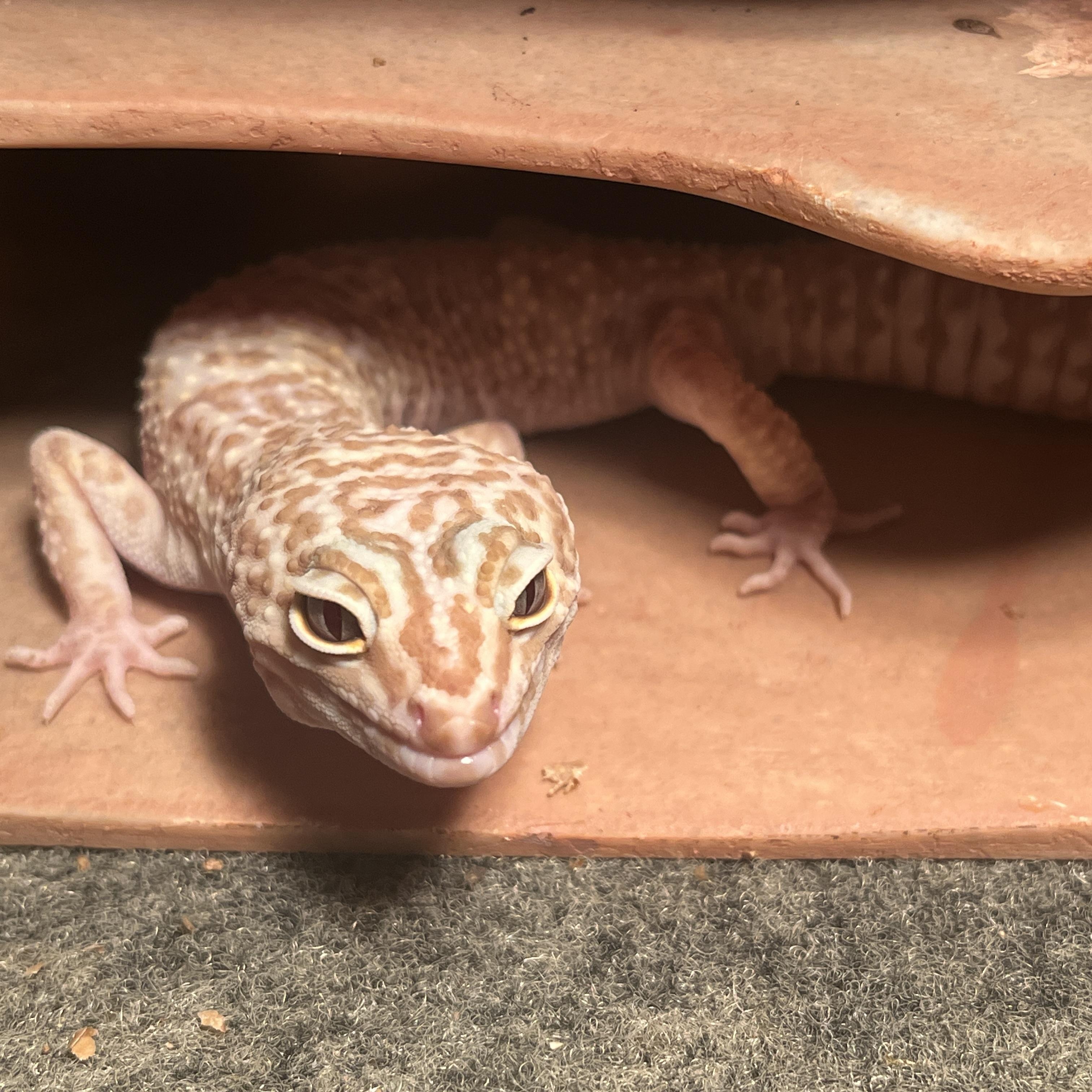 Gecko 5, Young Unknown unknown