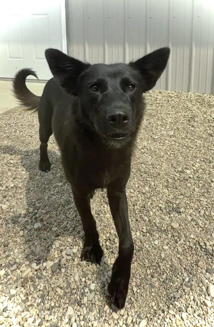 Enlarge Jade, a Adoptable Shepherd in Estherville, IA image 1/3