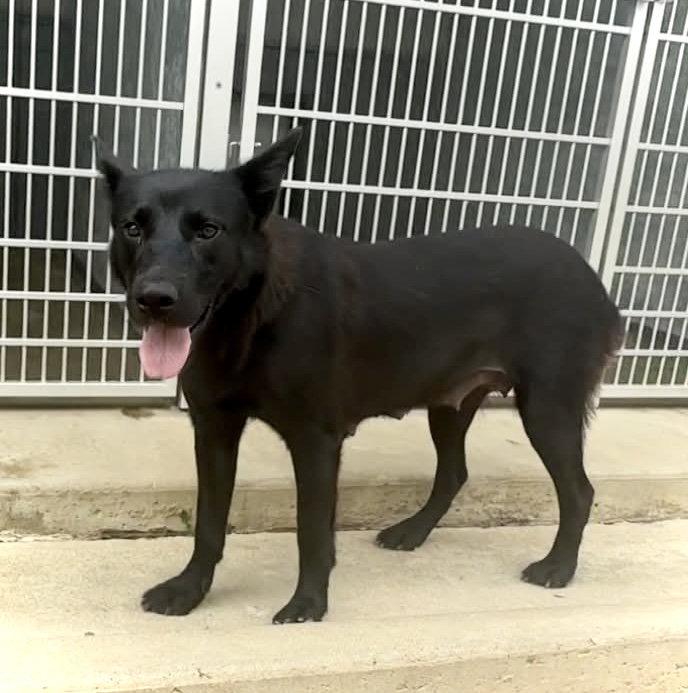 Enlarge Jade, a Adoptable Shepherd in Estherville, IA image 2/3
