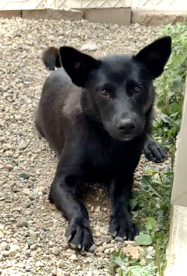 Enlarge Jade, a Adoptable Shepherd in Estherville, IA image 3/3