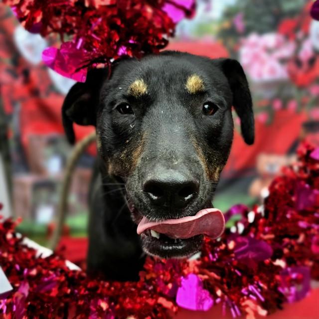 CUPID, Adoptable, Young Male Labrador Retriever & Mixed Breed.