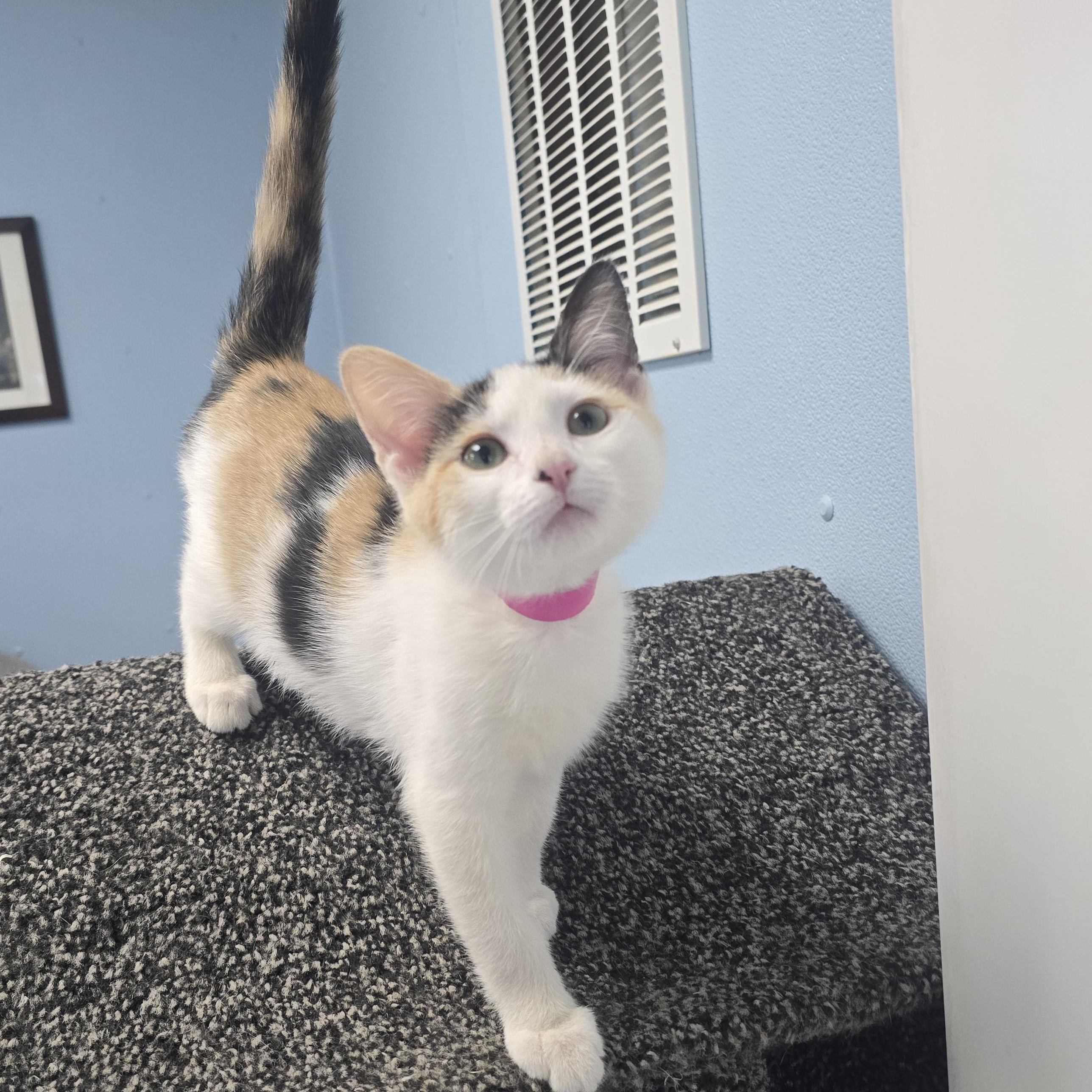 Ivory, ADOPTABLE, Kitten Female Domestic Short Hair.