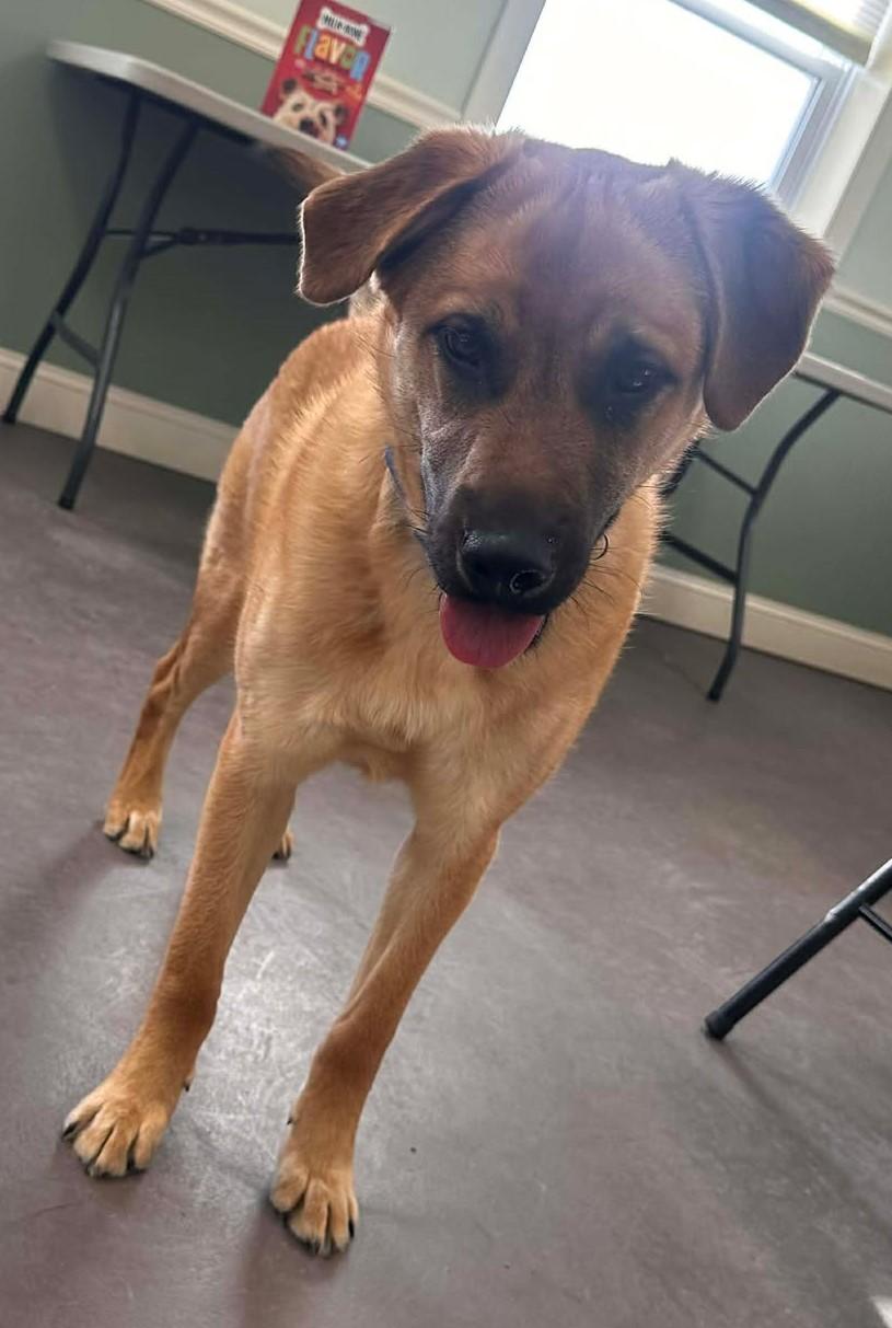 Enlarge Spike, an adopted mixed breed in Springfield, VT image 4/4