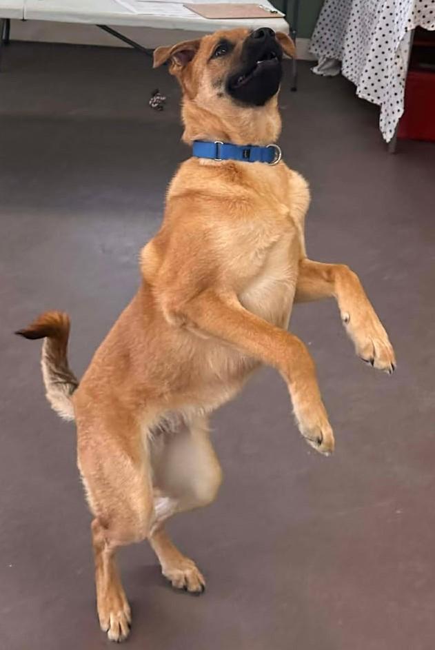 Enlarge Spike, an adopted mixed breed in Springfield, VT image 3/4