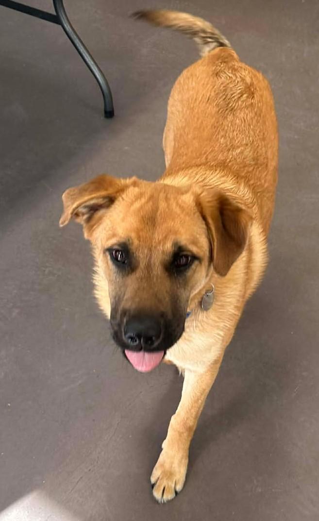 Enlarge Spike, an adopted mixed breed in Springfield, VT image 2/4